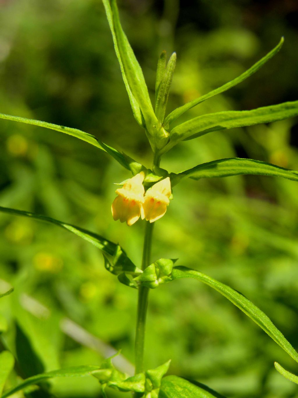 melampyrum pratense ? 1dic